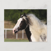 Bob Langrish | Sinti und Roma Vanner Headshot Postkarte (Vorderseite)