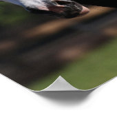 Bob Langrish | Sinti und Roma Vanner Horse Headsho Poster (Ecke)