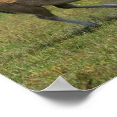 Bob Langrish | Sinti und Roma Vanner Horse Mare & Poster (Ecke)