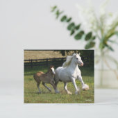 Bob Langrish | Sinti und Roma Vanner Horse Mare & Postkarte (Stehend Vorderseite)