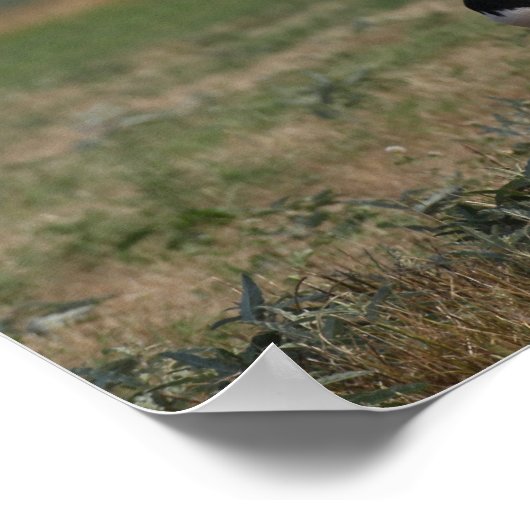 Bob Langrish | Sinti und Roma Vanner Mare and Foal Poster (Ecke)