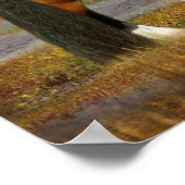 Bob Langrish | Sinti und Roma Vanner Mare and Foal Poster (Ecke)