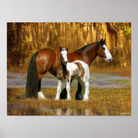Bob Langrish | Sinti und Roma Vanner Mare and Foal Poster (Vorne)