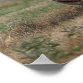 Bob Langrish | Sinti und Roma Vanner Mare and Foal Poster (Ecke)