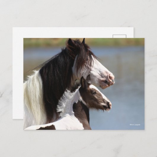 Bob Langrish | Sinti und Roma Vanner Mare and Foal Postkarte (Vorne/Hinten)