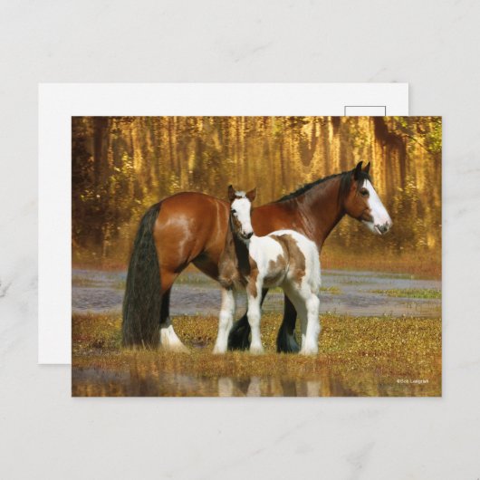 Bob Langrish | Sinti und Roma Vanner Mare and Foal Postkarte (Vorne/Hinten)
