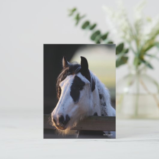 Bob Langrish | Sinti und Roma Vanner mit Blick übe Postkarte (Stehend Vorderseite)