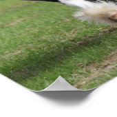 Bob Langrish | Sinti und Roma Vanner Running Poster (Ecke)