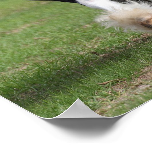 Bob Langrish | Sinti und Roma Vanner Running Poster (Ecke)