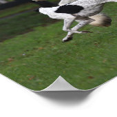 Bob Langrish Sinti und Roma Vanner und Hund laufen Poster (Ecke)