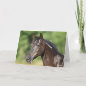 Bob Langrish | Spanish Mustang Mare Headshot Karte (Vorderseite)