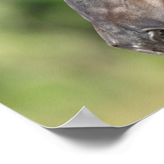 Bob Langrish | Spanish Mustang Mare Headshot Poster (Ecke)