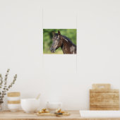 Bob Langrish | Spanish Mustang Mare Headshot Poster (Küche)