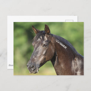 Bob Langrish   Spanish Mustang Mare Headshot Postkarte