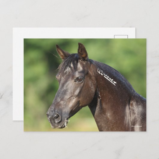 Bob Langrish | Spanish Mustang Mare Headshot Postkarte (Vorne/Hinten)