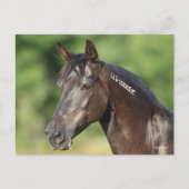 Bob Langrish | Spanish Mustang Mare Headshot Postkarte (Vorderseite)