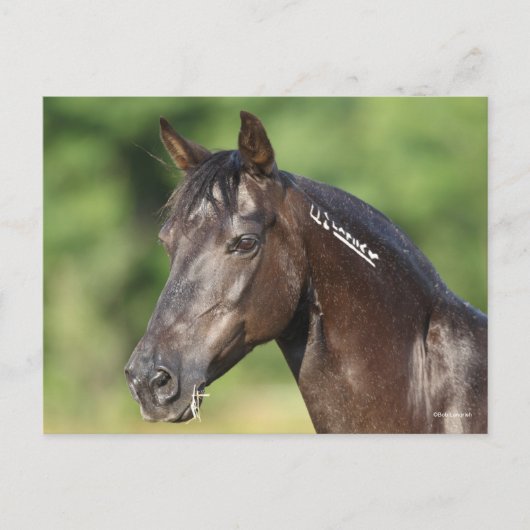 Bob Langrish | Spanish Mustang Mare Headshot Postkarte (Vorderseite)