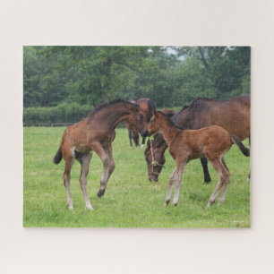 Bob Langrish Sport Horse Foals Playing Puzzle