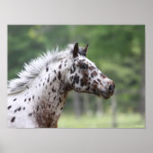 Bob Langrish | Spott Knapstrupper Headshot Poster (Vorne)