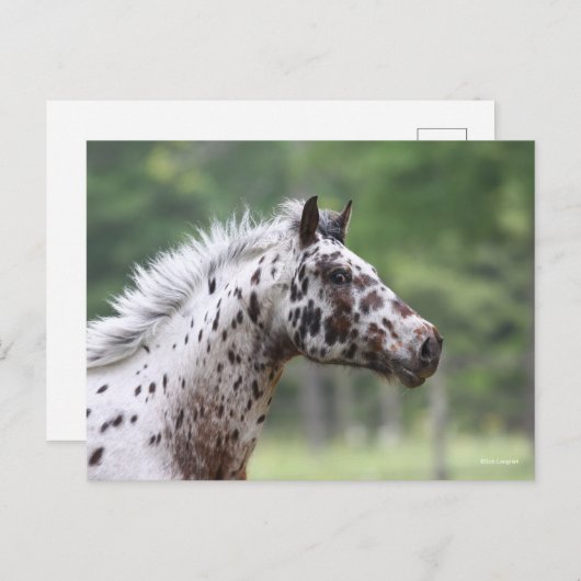 Bob Langrish | Spott Knapstrupper Headshot Postkarte (Vorne/Hinten)