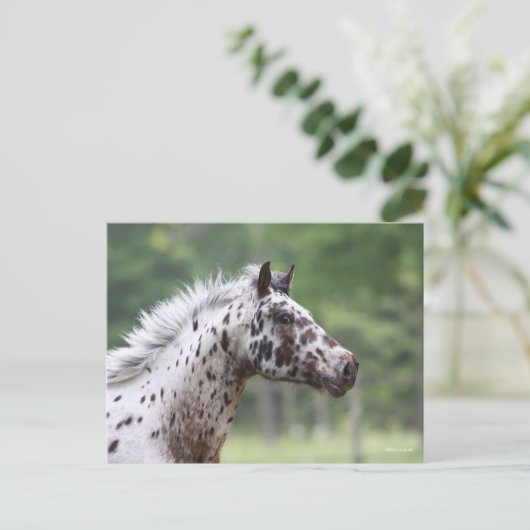 Bob Langrish | Spott Knapstrupper Headshot Postkarte (Stehend Vorderseite)