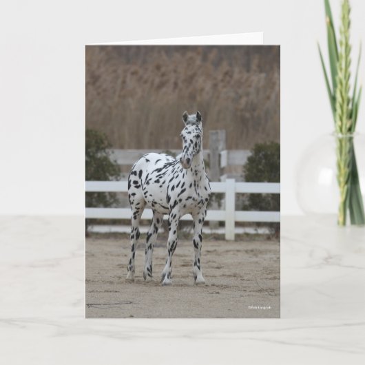 Bob Langrish | Spotty Appaloosa Friesian Stehend Karte (Vorderseite)