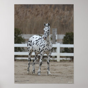 Bob Langrish   Spotty Appaloosa Friesian Stehend Poster