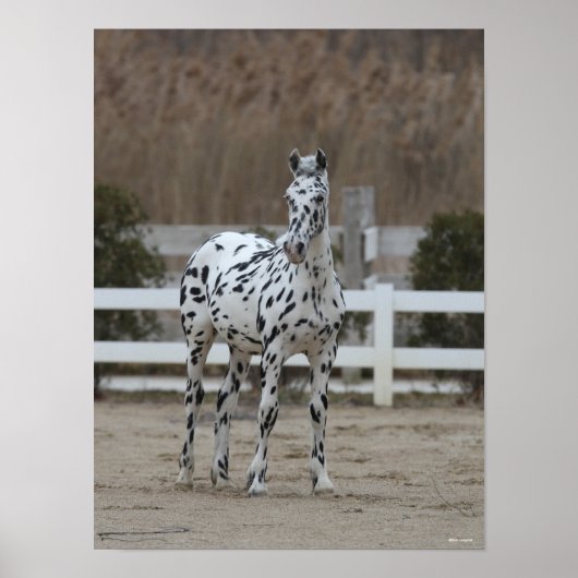 Bob Langrish | Spotty Appaloosa Friesian Stehend Poster (Vorne)