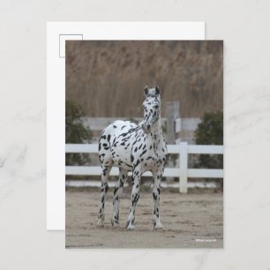 Bob Langrish   Spotty Appaloosa Friesian Stehend Postkarte