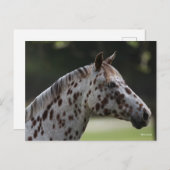 Bob Langrish | Spotty Appaloosa Headshot Postkarte (Vorne/Hinten)