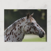 Bob Langrish | Spotty Appaloosa Headshot Postkarte (Vorderseite)