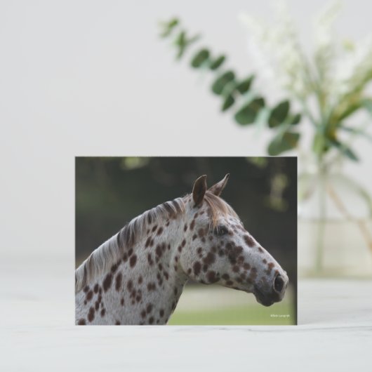 Bob Langrish | Spotty Appaloosa Headshot Postkarte (Stehend Vorderseite)