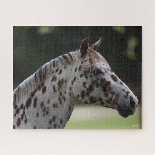 Bob Langrish | Spotty Appaloosa Headshot Puzzle (Horizontal)