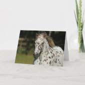 Bob Langrish | Spotty Pony America Headshot Karte (Vorderseite)