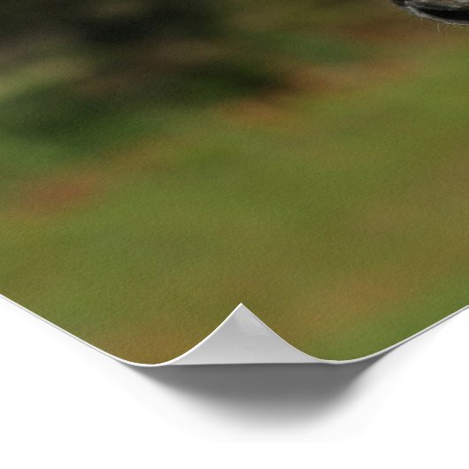 Bob Langrish | Spotty Pony America Headshot Poster (Ecke)