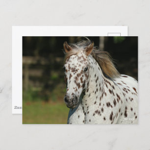 Bob Langrish   Spotty Pony America Headshot Postkarte