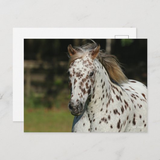 Bob Langrish | Spotty Pony America Headshot Postkarte (Vorne/Hinten)