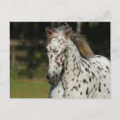 Bob Langrish | Spotty Pony America Headshot Postkarte (Vorderseite)
