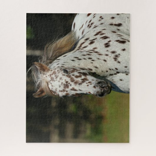 Bob Langrish | Spotty Pony America Headshot Puzzle (Vertikal)