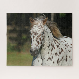 Bob Langrish   Spotty Pony America Headshot Puzzle