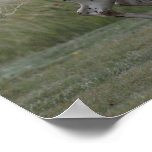 Bob Langrish | Spotty Pony in Amerika läuft Poster (Ecke)