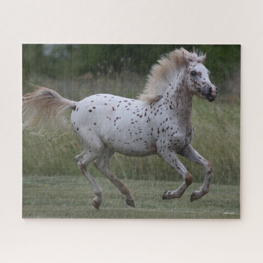 Bob Langrish | Spotty Pony in Amerika läuft Puzzle (Horizontal)