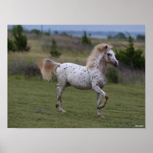 Bob Langrish   Spotty Pony of America Poster
