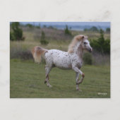 Bob Langrish | Spotty Pony of America Postkarte (Vorderseite)