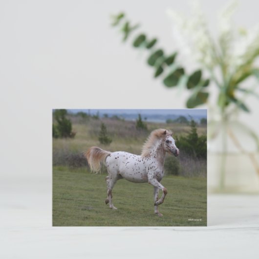 Bob Langrish | Spotty Pony of America Postkarte (Stehend Vorderseite)