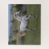 Bob Langrish | Spotty Pony of America Puzzle (Vertikal)