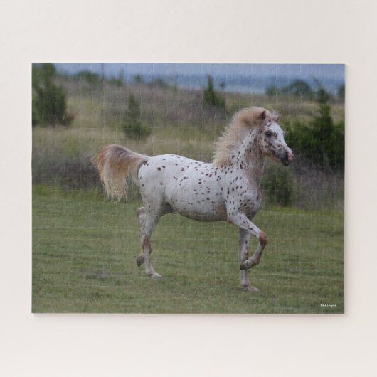 Bob Langrish | Spotty Pony of America Puzzle (Horizontal)