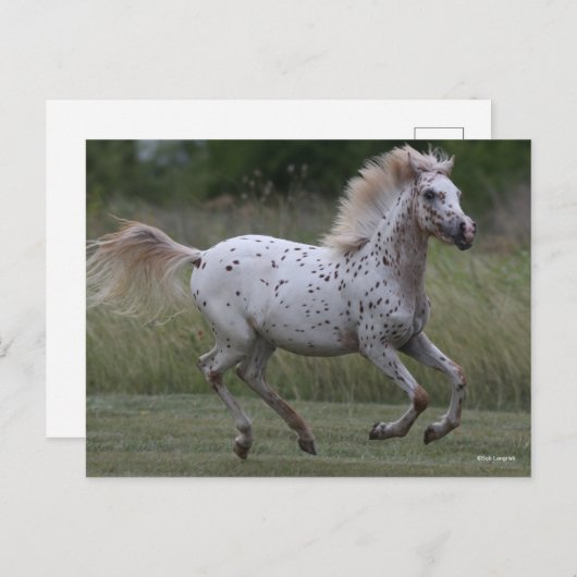 Bob Langrish | Spotty Pony Of America Running Postkarte (Vorne/Hinten)