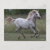 Bob Langrish | Spotty Pony Of America Running Postkarte (Vorderseite)