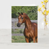 Bob Langrish | Stehender Kopfschuss aus arabischem Karte (Gelbe Blume)